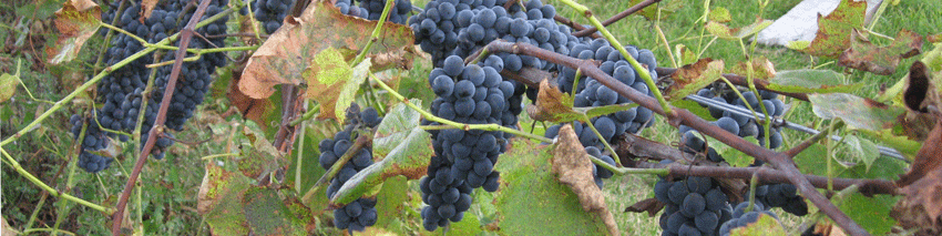 Threefold vine winery