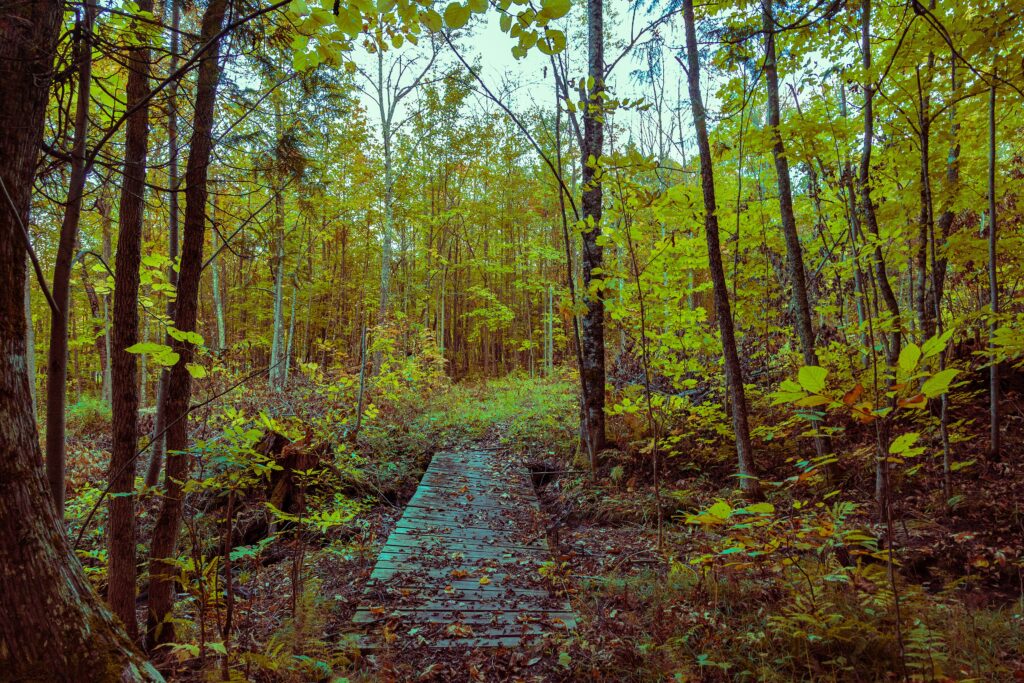 Lake Gogebic State Park
